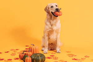 Pumpkin for dogs: Health benefits and suspiciously good snacks