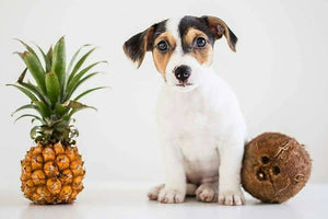 Pineapple And Coconut Dog Biscuit Recipe