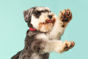 What exactly is Arthritis in dogs?