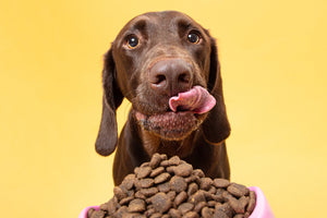 How does your dog’s diet impact their gut health?
