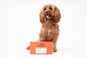 What does a dog gut health test tell you about your dog?