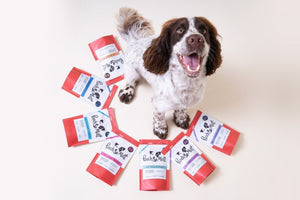 Pooch & Mutt’s Gut Health Glossary