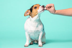 Our new and improved Joint Care Pills:  Pooch & Mutt vs Competitors