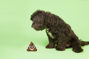 Why do Dogs eat Poo?