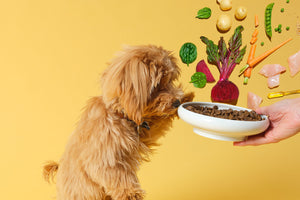 Dog Food Nutrition: Do you really know what’s in your dog’s food?