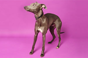 Calming & anti-anxiety supplements for dogs:  what to try?