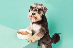Probiotics and prebiotics for dogs: what's the difference?