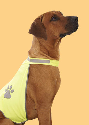 Dogs in Yellow Day