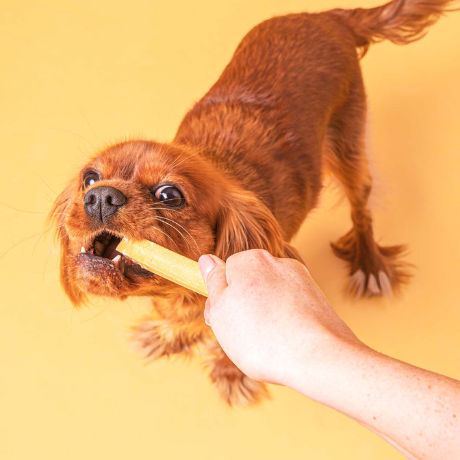 Peanut Butter Dental Sticks For Dogs