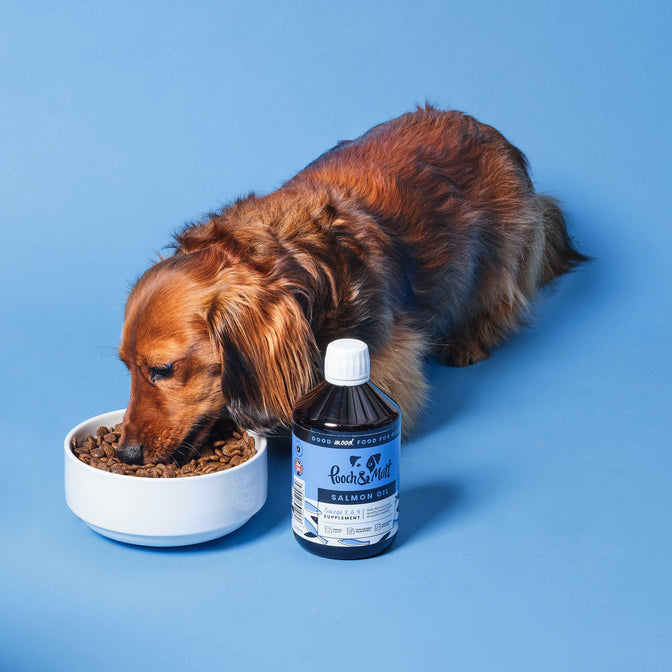Salmon Oil For Dogs