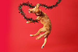 How to dog-proof your house this Christmas