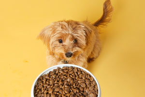 A Guide to Grain-free Dog Food: Is It Good for Dogs?