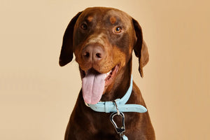Dog Collar Vs Dog Harness: which is best?
