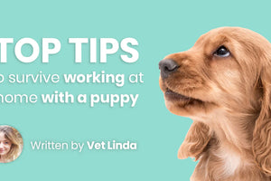 Top Tips to Survive Working at Home with a Puppy