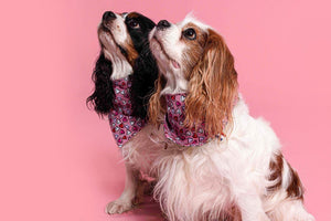 Cavalier King Charles Spaniel