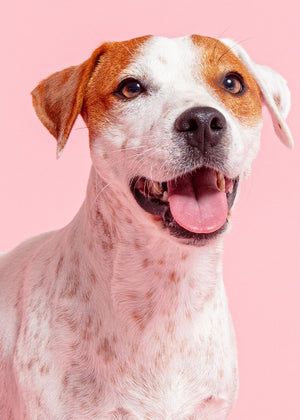 When is it too hot to walk your dog?