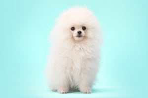 Maltipom