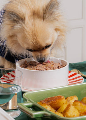 Our Survey Reveals: How much do we spoil our dogs at Christmas?