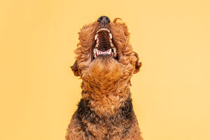 What colour should my dog’s gums be?: Healthy vs Unhealthy gum chart