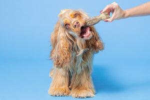Is rawhide bad for dogs?
