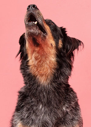 Signs you have a reactive dog