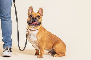 What is Seasonal Canine Illness?  Causes, signs and treatment