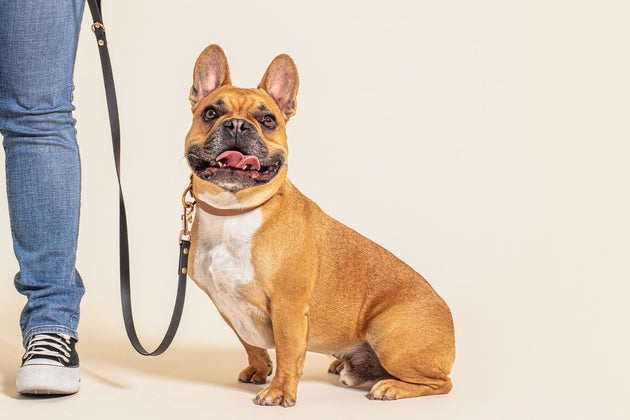 What is Seasonal Canine Illness?  Causes, signs and treatment