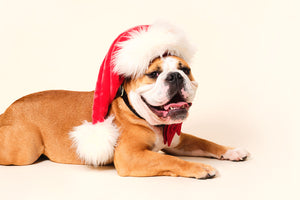 10 Tips to keep your dog calm this Christmas