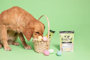 How to make an Easter egg hunt for your dog