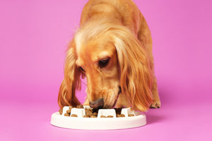 Dog Not Eating Food: A Guide To Fussy Eaters