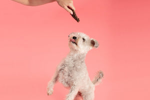 High value dog treats - The complete guide