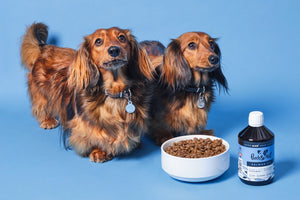 The Benefits of Salmon Oil for Dogs
