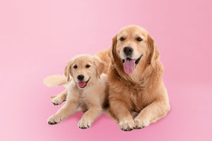 What supplements to give pregnant & nursing dogs?