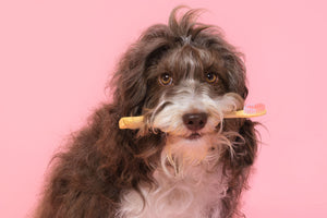 Dental Sticks and Your Dog