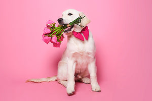 What should I get my dog for Valentine's Day?