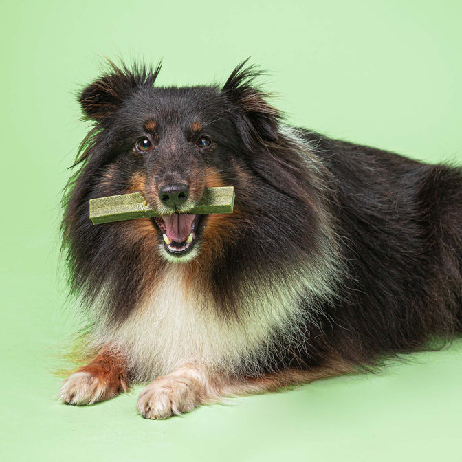 Superfood Dental Sticks For Dogs
